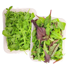 Rucola sla of mesclun slamelange